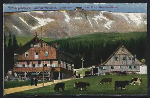 AK Riesengebirge, Schlingelbaude mit Teichrand und Prinz Heinrich-Baude, Kühe