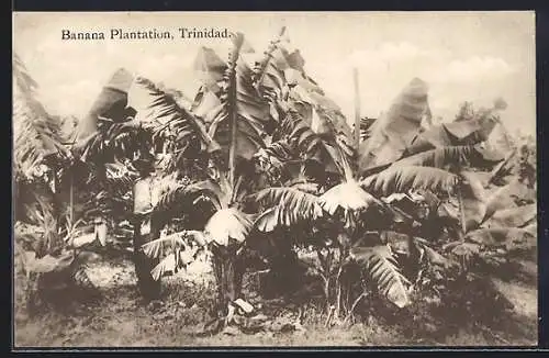AK Trinidad, Banana Plantation