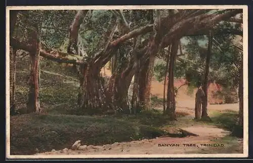 AK Trinidad, Banyan Tree