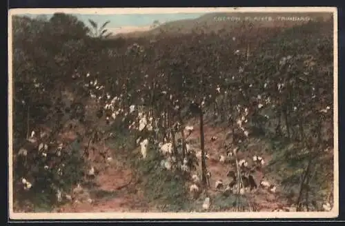 AK Trinidad, Cotton Plants