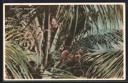 AK Trinidad, Coconuts on a palm tree
