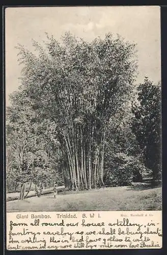 AK Trinidad, Giant Bambos