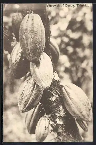 AK Trinidad, A growth of Cocoa