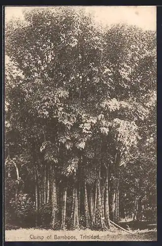AK Trinidad, Clump of Bamboos