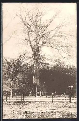 AK Trinidad, Silk cotton tree