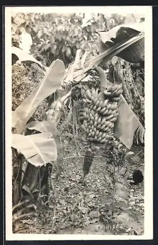 AK Trinidad, Banana plant