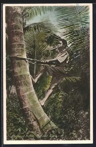 AK Trinidad, Cocoanut Picker