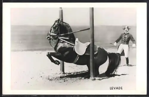 AK Levade, Pferdetraining