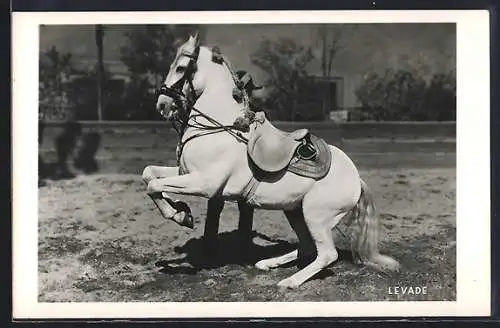 AK Wien, Spanische Reitschule, Levade