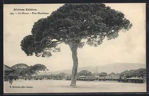 AK La Bocca, Pins Maritimes et grand arbre majestueux