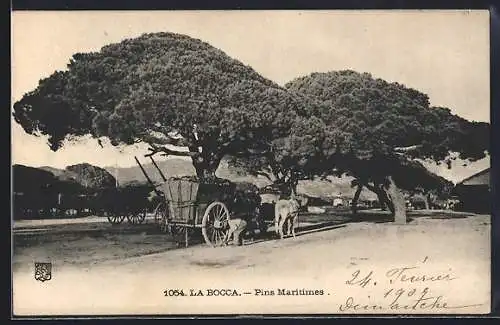 AK La Bocca, Pins maritimes avec charrette et chevaux sous les arbres majestueux