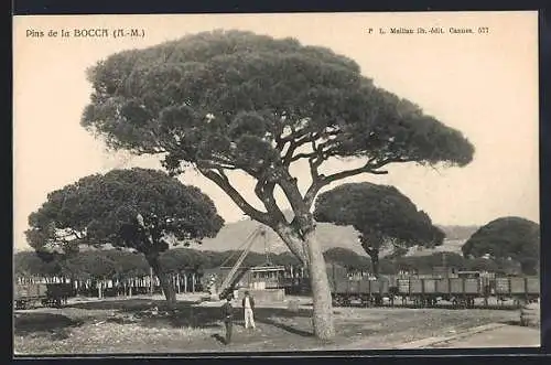 AK La Bocca, Pins majestueux avec wagons en arrière-plan