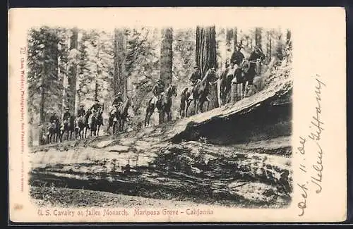 AK Mariposa Grove, CA, U.S. Cavalry on fallen Monarch