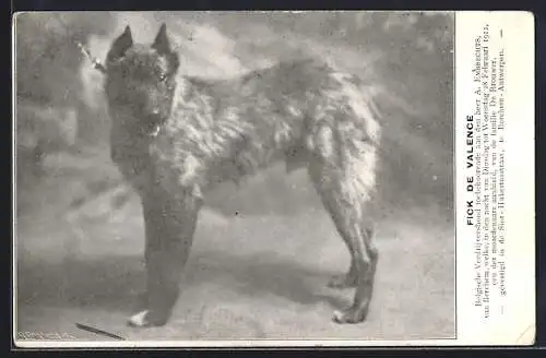 AK Antwerpen, Fick de Valence, Belgische Veedrijvershond