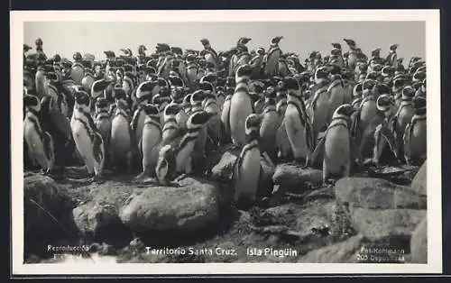AK Territorio Santa Cruz, Isla Pinguin, Insel der Pinguine