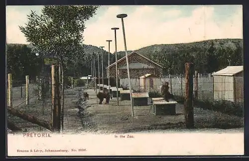 AK Pretoria, Affengehege im Zoo
