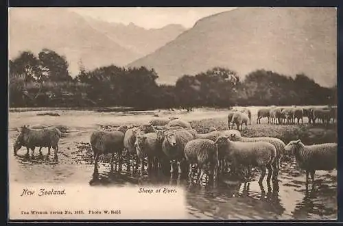 AK New Zealand, Sheep at River