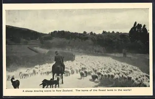 AK New Zealand, A Sheep Droving Scene, Shepherd on Horseback with Dogs