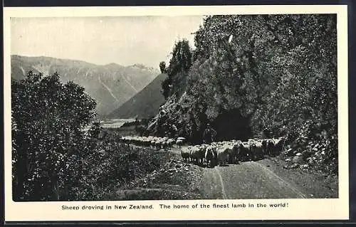 AK New Zealand, Sheep droving