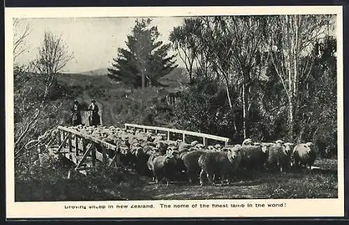 AK New Zealand, Droving sheep, Schafhirten zu Pferde mit ihrer Schafherde