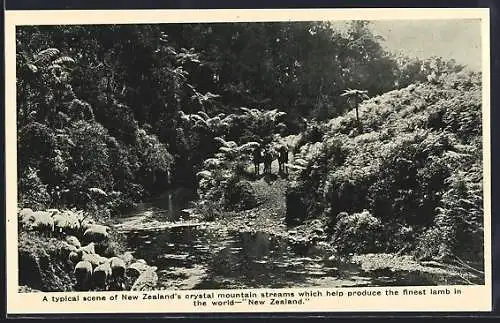 AK New Zealand, Sheep Watering at Crystal Mountain Streams