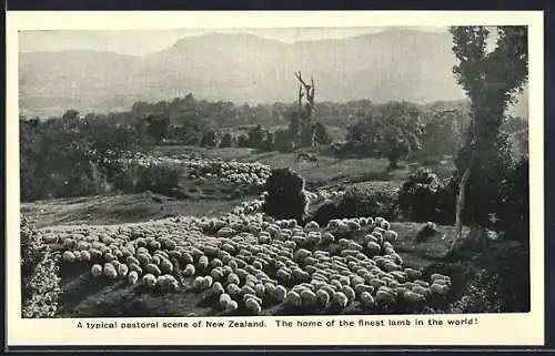 AK New Zealand, Typical Pastoral Scene, Herds of Sheep