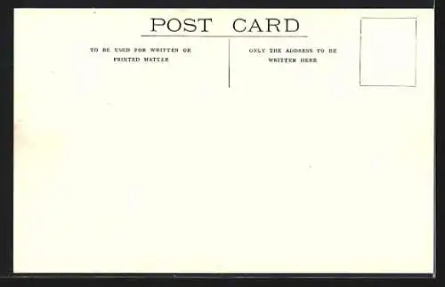 AK New Zealand, Typical Pastoral Scene, Herds of Sheep