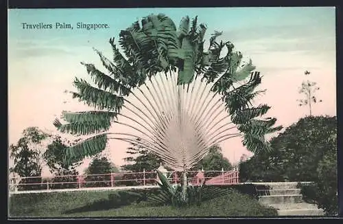 AK Singapore, Travellers Palm