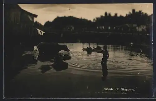 AK Singapore, Suburb, Mann mit Rind abends im Wasser