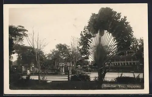 AK Singapore, Traveller Tree