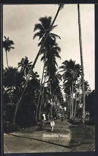 AK Tanjong Katong, Strassenpartie mit Palmen