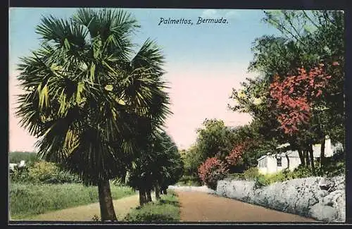 AK Bermuda, Palmettos