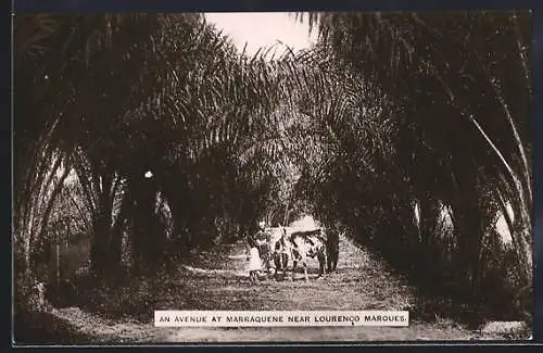 AK Lourenco Marques, An Avenue at Marraquene