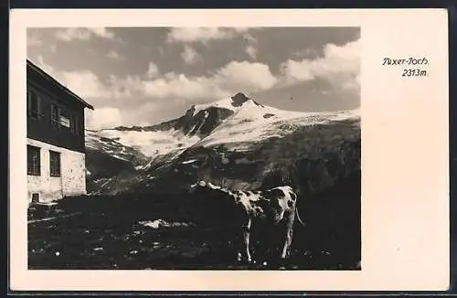 AK Tuxerjochhaus, Teilansicht mit Kuh und Berggipfel