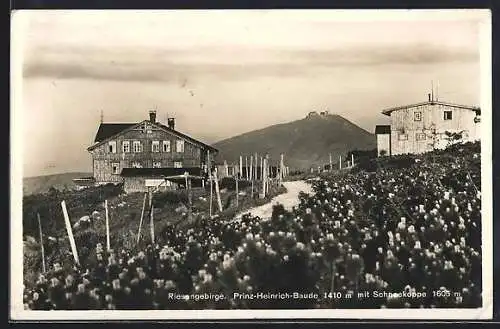 AK Prinz-Heinrich-Baude /Riesengebirge, Panorama mit Schneekoppe