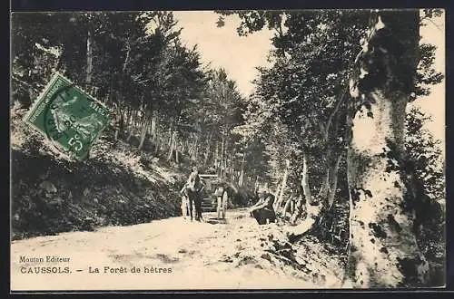 AK Caussols, La Forêt de hêtres
