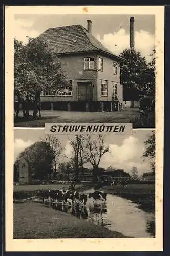 AK Struvenhütten, Kühe im Wasser, Gebäudeansicht
