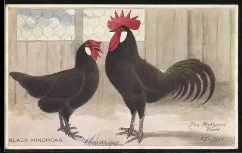 Künstler-AK Hühnerrasse Black Minorcas, Hahn und Henne