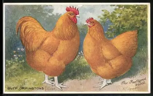Künstler-AK Buff Orpingtons, The Feathered World, Hühner