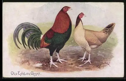 Künstler-AK Old English Game, Prize Poultry, Hühner