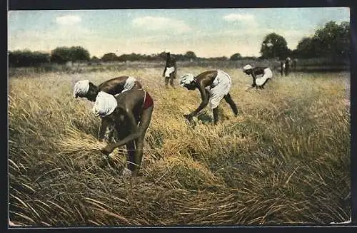 AK Ostindien, Tamulen bei der Reisernte
