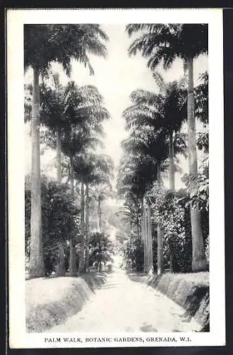 AK Grenada, Botanic Gardens, Palm Walk