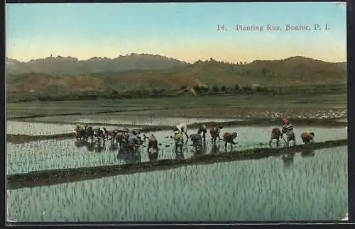 AK Bontoc, Planting Rice