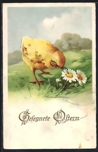 AK Osterküken auf einer Wiese, Gesegnete Ostern