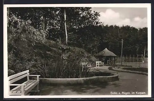 AK Sellin a. Rügen, Partie im Kurpark