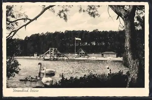 AK Birkenwerder /Berlin, Gaststätte Strandbad Briese, Bes. Erich Hoffmann, Blick mit Schwänen und Küken