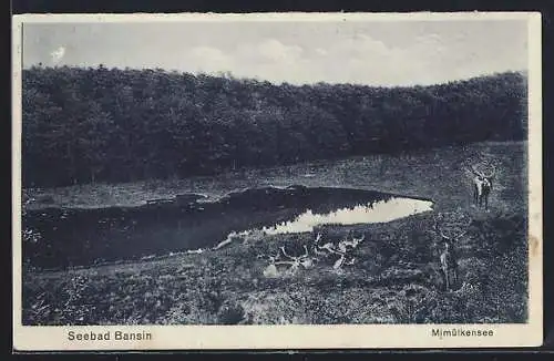 AK Bansin, Mümmelkensee mit Hirschen