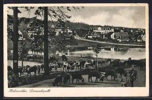 AK Bad Hahnenklee, Damenkapelle, weidende Kühe mit Schäfer und Hund