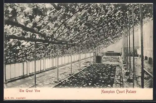 AK Hampton, Hampton Court Palace, The Great Vine