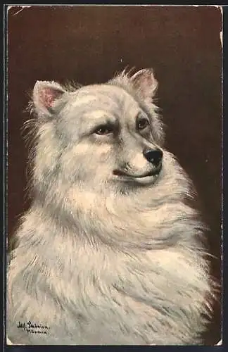 Künstler-AK Alfred Schönian: Portrait eines weissen Hundes